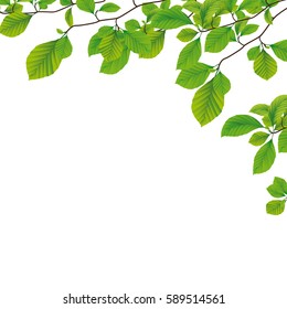 Spring flyer design with beech tree foliage. Eps 10 vector file. - Shutterstock ID 589514561