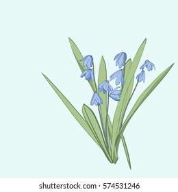Spring forest blue flower Scylla or Siberian Scilla. Vector colorful botanical sketch hand drawn. Decorative graphic floral element for florist shop, greeting card, wedding invitations
