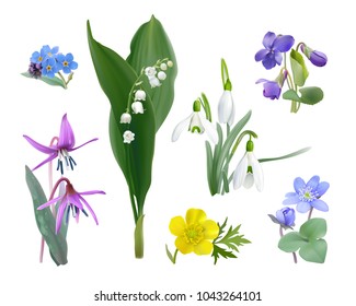 Spring forest flower set.
Wildflowers as Snowdrops, Trout lily, Violets,  Forget me not, Buttercup and Liverwort. Vector illustration, realistic style, white background. 
