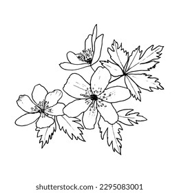 Spring forest flower, yellow wood anemone, buttercup, vector illustration, hand drawn.Black and white sketch.