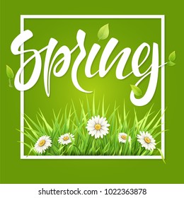 Spring frame green grass and daisies.