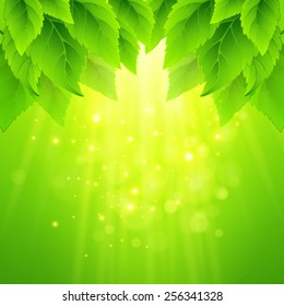 Spring fresh green leaves. Vector illustration 