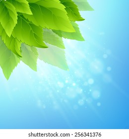 Spring fresh green leaves. Vector illustration