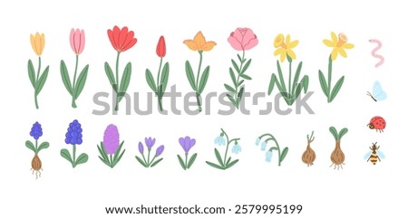 Spring Garden Collection. Hand Drawn Illustration of Daffodil, Tulip, Muscari and Crocus and Insects. 