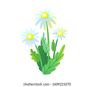 Spring garden flower bouquet vector background with chamomile isolated on white. Graphic illustration of nature bush plants in simple flat style with dots texture effect.