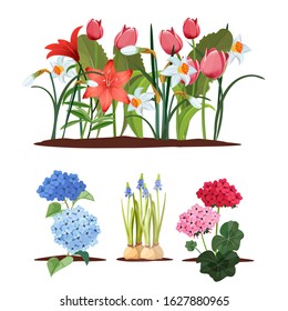 Spring garden flowers. Seedlings, gardening and plants. Isolated beautiful flower beds, blooming vector set