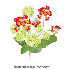Spring garden flowers. White and red primula.