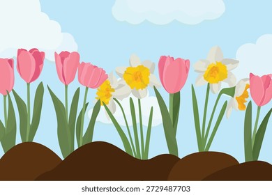 Spring garden full of flowers with pink tulips and yellow daffodils under blue sky with soft clouds creating a bright cheerful seasonal scene