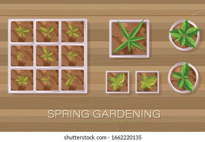 Spring gardening pot and flowers   tea leaves growing