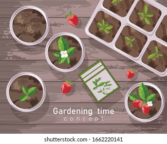 Spring gardening pot and strawberries  flowers   tea leaves growing
