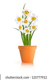 Spring Gardening. White narcissus flowers in pot on white background. Vector eps10 illustration. Raster file included in portfolio