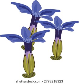 Spring Gentian flower vector drawing.