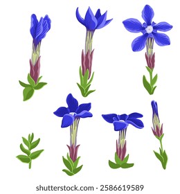 spring gentian, forest flowers, Gentiana verna, vector drawing wild plants at white background, floral element, hand drawn botanical illustration