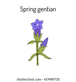  Spring gentian (Gentiana verna). Hand drawn botanical vector illustration
