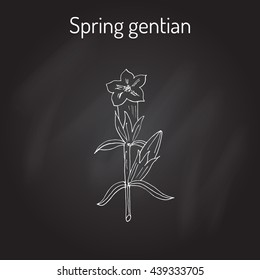 Spring gentian (Gentiana verna). Hand drawn botanical vector illustration