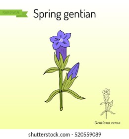 Spring gentian (Gentiana verna). Hand drawn botanical vector illustration