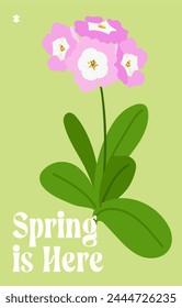 Spring Gift card with pink primula primrose on green background for celebration design. Cute garden plant vector template for for poster, banner, cover and prints