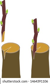 Spring grafting tree. Cleft graft