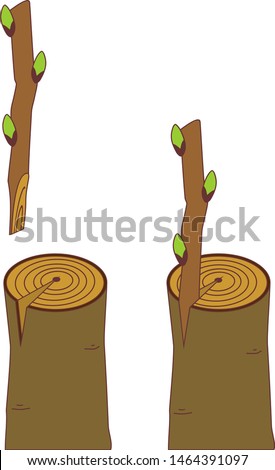 Spring grafting tree. Cleft graft