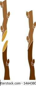 Spring grafting tree. Splice Graft