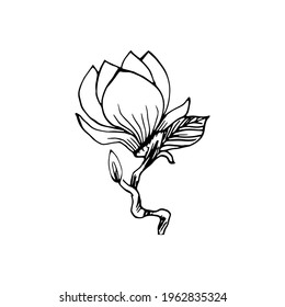 Frühlingsmagnolienblume. Vektorgrafik-Naturelement einzeln auf Weiß. Romantisches, handgezeichnetes Hochzeitsdesign.