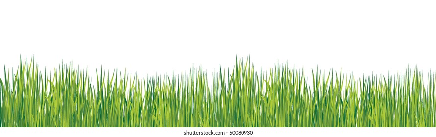 Spring grass