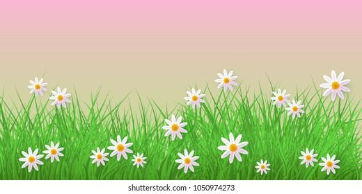 Spring grass and chamomiles border on pink background with empty space for text - horizontal banner for Easter greeting card and congratulation poster. Cartoon vector illustration.