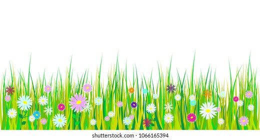 Spring grass and flowers borders. Easter decoration with spring grass and meadow flowers. Isolated on white background. Vector illustration