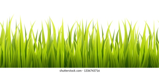 Spring grass lines for edging, footer and decorations. Springtime sprouts grows in a daylight