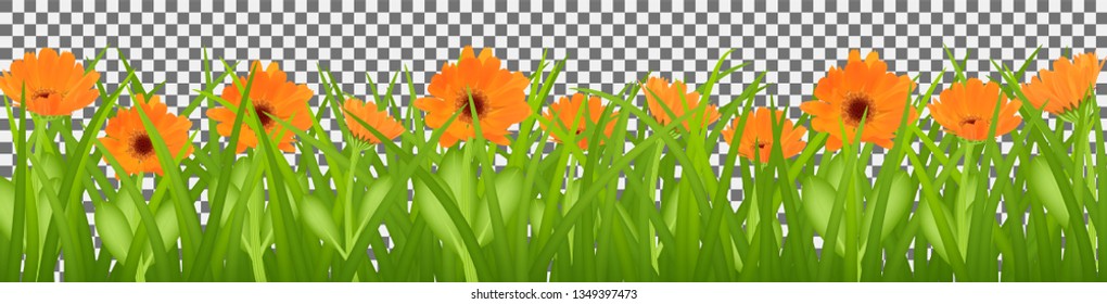 Spring grass and orange flowers of calendula, Easter background, decoration element, nature, flowers in the grass in the meadow. Vector illustration. EPS 10