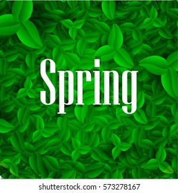 Spring green foliage. Poster cards. Vector illustration