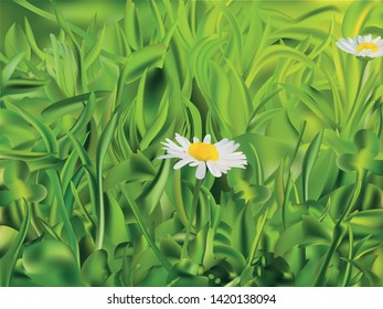 Spring green grass and chomomile. 3d vector realistic landscape. Realistic grass with chamomile.