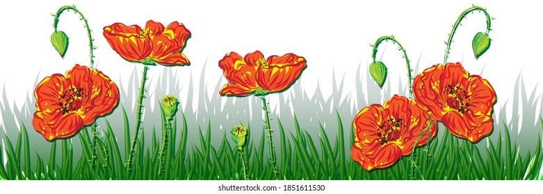Spring green grass, flowers  red poppies, isolated on white background vector illustration