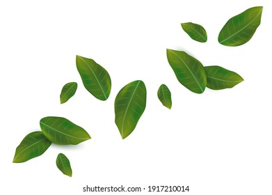 Spring green leaf on white background. Fresh Falling leaf for your design. Vector illustration.