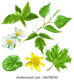 Spring green leaves and flowers. Set of plants twig bud.