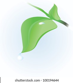 spring green leaves with water drops on blue background