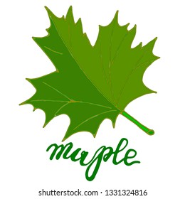 Spring green maple leaf isolated on white background. Vector eps10 illustration