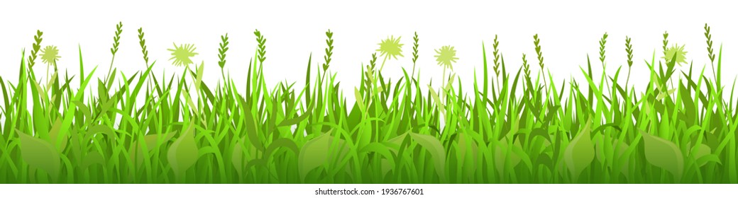 Spring green meadow with wild grass on white background