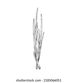 Spring green onion bulbs with long stalks hand drawn engraving vector illustration isolated on white background. Spring onion image for food packs and labels.
