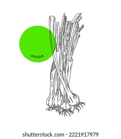 Spring green onion bulbs with long stalks, hand drawn sketch, ink, vintage engraving. Design element for menu, grocery, package, shops, markets. Engraved black vector illustration, isolated on white