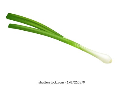 Spring green onion on white background, green vegetables, onion flavor.