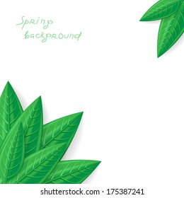 Spring greeting background with green leaves