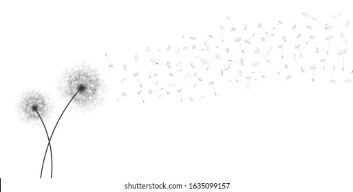 Spring Greeting Card Design with White Dandelions Flowers Silhouettes