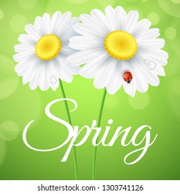Spring greeting card. Ladybug creeps on the flowers. Realistic daisies. Glares bokeh. Seasonal flyer for your design. Vector illustration. EPS 10