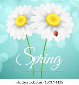 Spring greeting card. Ladybug creeps on the flowers. Realistic chamomile. Glares bokeh. Seasonal flyer for your design. Vector illustration. EPS 10