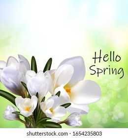 
Spring hello, white crocus flowers. Poster design. Eps 10 illustration vector