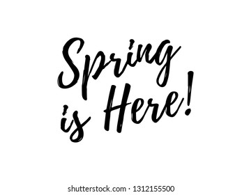 Spring is Here calligraphic lettering black text. Typography modern calligraphy style word art design. Vector EPS10 illustration