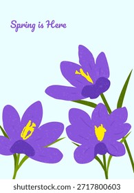 La primavera está aquí. Tarjeta dibujada a mano para la decoración de los tiempos de primavera, Día de las Madres, Pascua. Cartel de primavera con azafranes. Concepto de cubierta de primavera de moda.