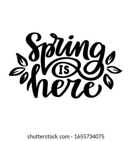 Spring is here. Hand drawn lettering phrase. Vector calligraphic illustration for greeting cards, posters, prints, t-shirts.