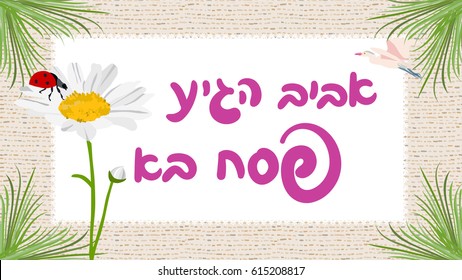 spring is here, happy Passover greeting card with hebrew typography, vector daisy and ladybug, with matzo background